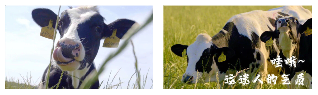 花花牛丨每天一杯奶,幸福健康喝出來!!! 花花牛丨每天一杯奶,幸福健康喝出來!!!