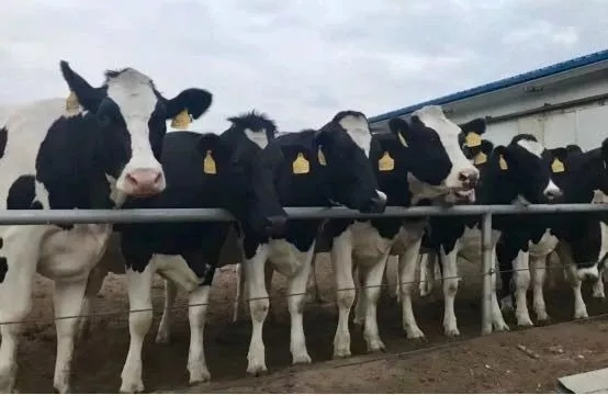 省委書記王國生到河南花花牛乳業集團·新蔡瑞亞牧業有限公司調研 省委書記王國生到河南花花牛乳業集團·新蔡瑞亞牧業有限公司調研