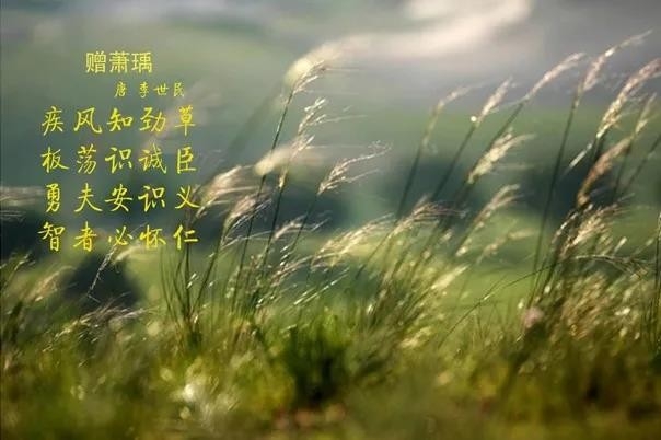 花花牛 | 疾風(fēng)來(lái)臨，你是不是勁草？